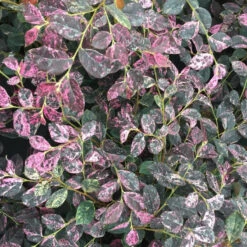 Jazz Hands Night Moves® Chinese Fringe-Flower -Plant Series Loropetalum Jazz Hands Night Moves 3