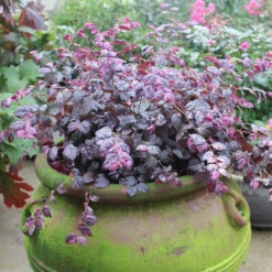 Jazz Hands Variegated® Chinese Fringe-Flower -Plant Series Loropetalum Jazz Hands Variegated 2