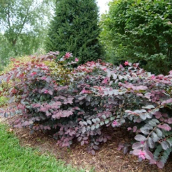 Jazz Hands® Pink Chinese Fringe-Flower -Plant Series LoropetalumJazzHandsPinkP1079773 800x800 9f503d1