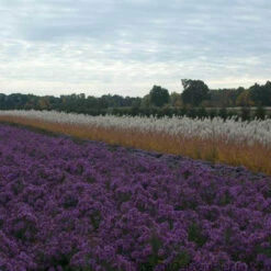 Purple Eulalia -Plant Series MISPU1Q 3 sw