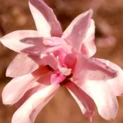 'Leonard Messel' Magnolia -Plant Series Magnolia Leonard Messel 1