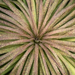 Mad About Mangave® 'Bad Hair Day' Mangave -Plant Series Mangave BadHairDay Mangave 2