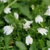 White Mazus -Plant Series Mazus White 1 sw