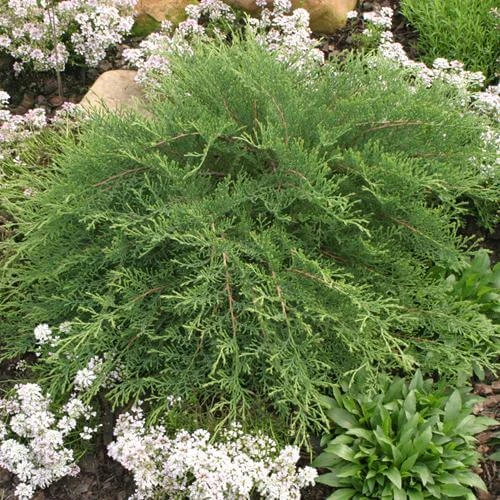 Celtic Pride® Siberian Cypress 4 Celtic Pride® Siberian Cypress - Image 2