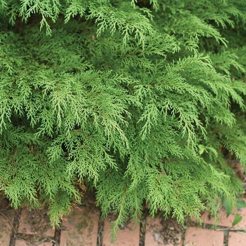 Celtic Pride® Siberian Cypress 3 Celtic Pride® Siberian Cypress