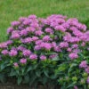 'Pardon My Lavender' Bee Balm -Plant Series Monarda Pardon My Lavender 1 P