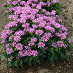 'Pardon My Lavender' Bee Balm -Plant Series Monarda Pardon My Lavender 3 P