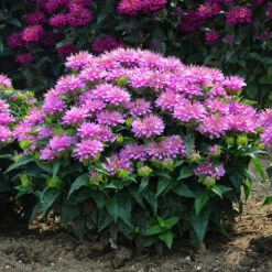 'Pardon My Lavender' Bee Balm -Plant Series Monarda Pardon My Lavender 5 P