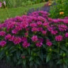 'Pardon My Purple' Bee Balm -Plant Series Monarda Pardon My Purple 4 P
