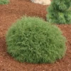 Mr. Bowling Ball® Arborvitae 2 Mr. Bowling Ball® Arborvitae -Plant Series MrBowlingBallArb