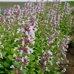 Whispurr™ Pink Catmint -Plant Series NEP19 257944