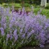 'Cat's Meow' Catmint -Plant Series Nepeta Cats Meow 1 P sw