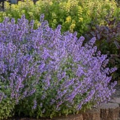 'Cat's Meow' Catmint -Plant Series Nepeta Cats Meow 5 P sw