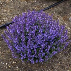 'Cat's Pajamas' Catmint -Plant Series Nepeta Cats Pajamas 5 P sw