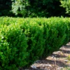 NewGen Freedom® Boxwood -Plant Series New gen freedom