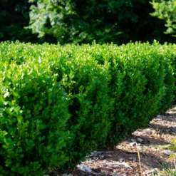 NewGen Freedom® Boxwood