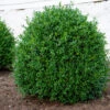 NewGen Independence® Boxwood -Plant Series NewGen Independence3