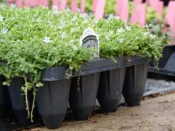 Blue Star Creeper (Isotoma Fluviatilis) 18 Blue Star Creeper (Isotoma Fluviatilis) -Plant Series P1064381