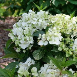 Fairytrail™ White Cascade Hydrangea 10 Fairytrail™ White Cascade Hydrangea -Plant Series P1214369 800x800 8731f55