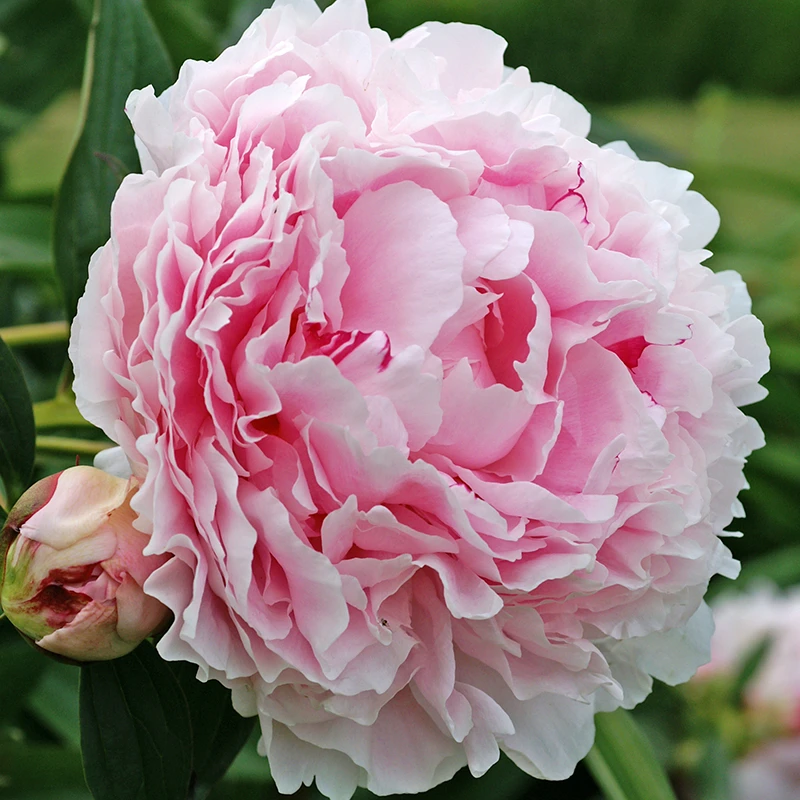'Sarah Bernhardt' Peony 4 'Sarah Bernhardt' Peony - Image 2