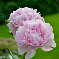 'Sarah Bernhardt' Peony 9 'Sarah Bernhardt' Peony -Plant Series PaeoniaSarahBernhardt 130620cre002