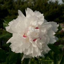 'Festiva Maxima' Peony -Plant Series Paeonia FestivaMaxima 1