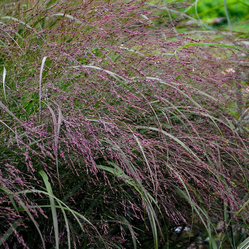 Prairie Winds® 'Apache Rose' Switchgrass 4 Prairie Winds® 'Apache Rose' Switchgrass - Image 2