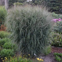 Prairie Winds® 'Apache Rose' Switchgrass 9 Prairie Winds® 'Apache Rose' Switchgrass -Plant Series Panicum Apache Rose 2 P