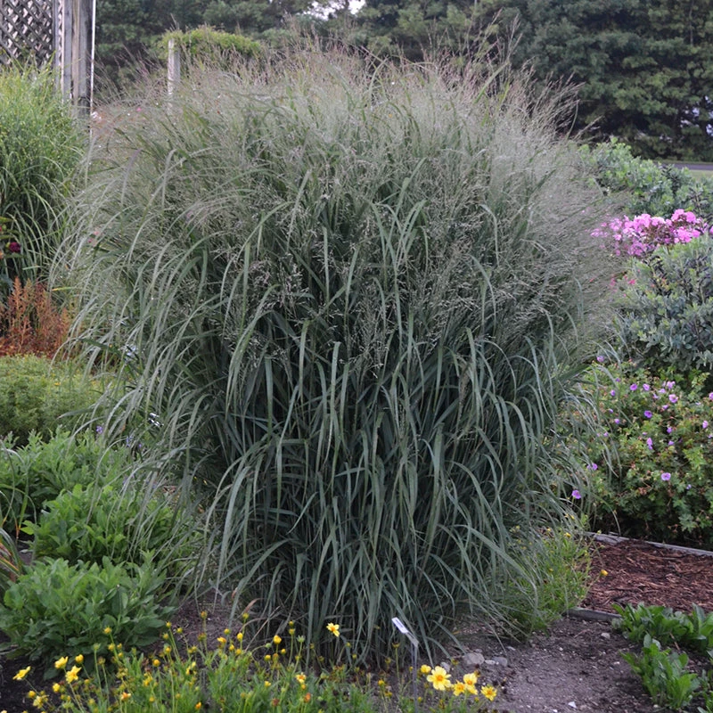 Prairie Winds® 'Apache Rose' Switchgrass 5 Prairie Winds® 'Apache Rose' Switchgrass - Image 3