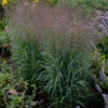 Prairie Winds® 'Apache Rose' Switchgrass -Plant Series Panicum Apache Rose 3 P
