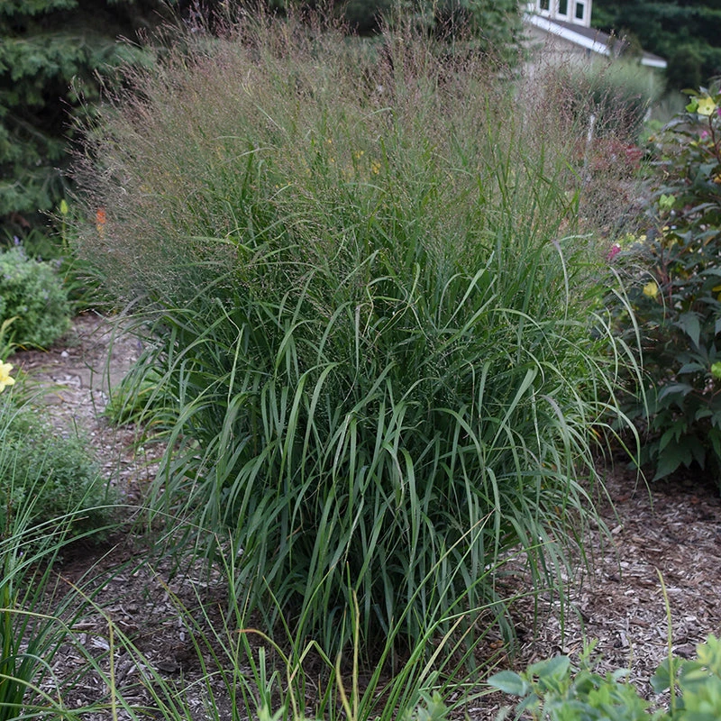 Prairie Winds® 'Apache Rose' Switchgrass 6 Prairie Winds® 'Apache Rose' Switchgrass - Image 4