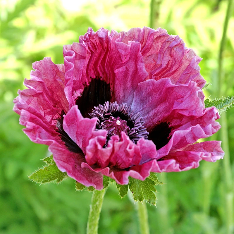 'Central Park' Oriental Poppy 3 'Central Park' Oriental Poppy