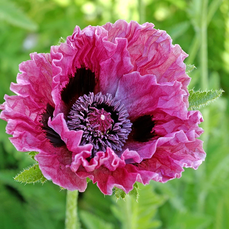 'Central Park' Oriental Poppy 4 'Central Park' Oriental Poppy - Image 2