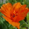 'Harvest Moon' Oriental Poppy -Plant Series PapaverHarvestMoon 170914kwe003