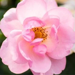 Peachy Knock Out® Rose -Plant Series PeachyKnockOut Rose