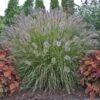 Prairie Winds® 'Desert Plains' Fountain Grass -Plant Series Pennisetum Desert Plains 1 P sw