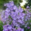 Cha Cha™ ‘Lavender’ Beardtongue -Plant Series Penstemon Cha Cha Lavender 3