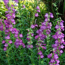 Cha Cha™ ‘Lavender’ Beardtongue -Plant Series Penstemon Cha Cha Lavender 4