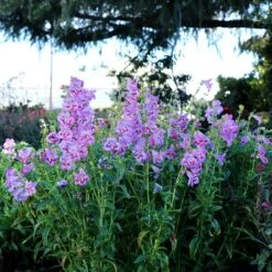 Cha Cha™ ‘Lavender’ Beardtongue -Plant Series Penstemon Cha Cha Lavender 6