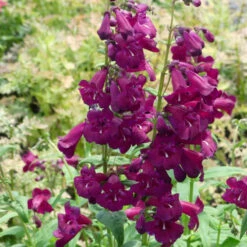 Cha Cha™ 'Purple' Beardtongue 10 Cha Cha™ 'Purple' Beardtongue -Plant Series Penstemon Cha Cha Purple 6