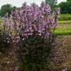 'Midnight Masquerade' Beardtongue -Plant Series Penstemon Midnight Masquerade 1 P