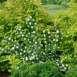 Illuminati Arch® Mock Orange 7 Illuminati Arch® Mock Orange -Plant Series Philadelphus Illuminati Arch 2
