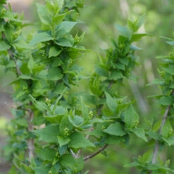 Illuminati Arch® Mock Orange 8 Illuminati Arch® Mock Orange -Plant Series Philadelphus Illuminati Arch 3