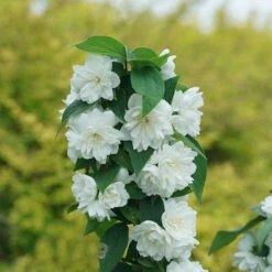 Illuminati Spice™ Mock Orange -Plant Series Philadelphus Illuminati Spice DSC06775