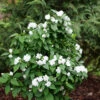Illuminati Spice™ Mock Orange -Plant Series Philadelphus Illuminati Spice P1173262