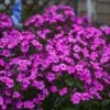 'Cloudburst' Tall Cushion Phlox -Plant Series Phlox Cloudburst 1 P sw
