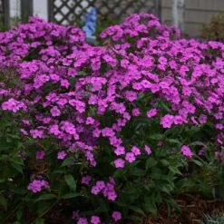 'Cloudburst' Tall Cushion Phlox -Plant Series Phlox Cloudburst 2 P sw