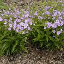 'Opening Act Blush' Hybrid Phlox 10 'Opening Act Blush' Hybrid Phlox -Plant Series Phlox Opening Act Blush 1
