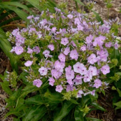 'Opening Act Blush' Hybrid Phlox 12 'Opening Act Blush' Hybrid Phlox -Plant Series Phlox Opening Act Blush 2
