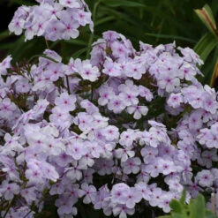 'Opening Act Pink-A-Dot' Hybrid Phlox 10 'Opening Act Pink-A-Dot' Hybrid Phlox -Plant Series Phlox Opening Act Pink a Dot 3